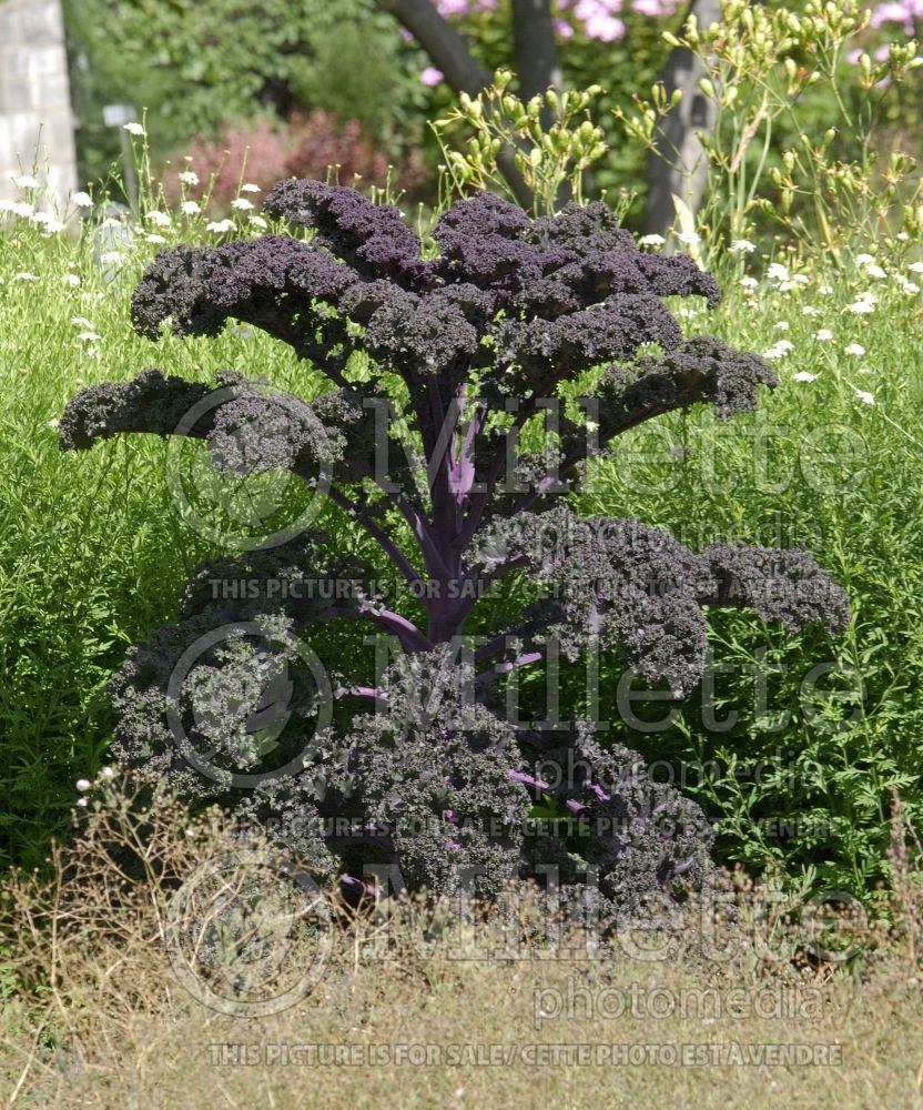 Brassica Redbor (kale vegetable – chou frisé) 20 