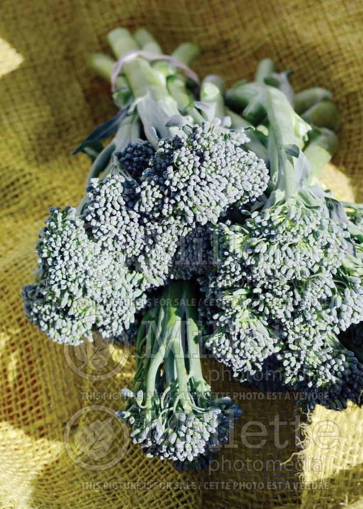 Brassica Aspabroc (brocolini brocoli vegetable)  1 
