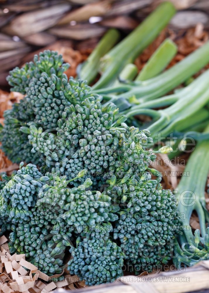 Brassica Aspabroc (brocolini brocoli vegetable) 2 