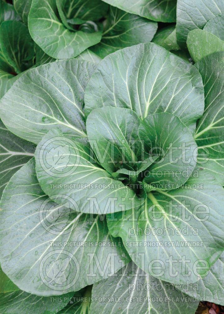 Brassica Black Summer (pak-choi asiatic vegetable ) 1 