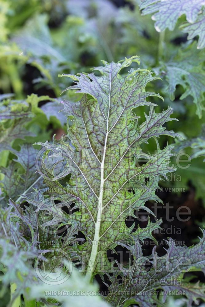 Brassica Red Mizuna (chinese mustard lettuce oriental vegetable) 1 