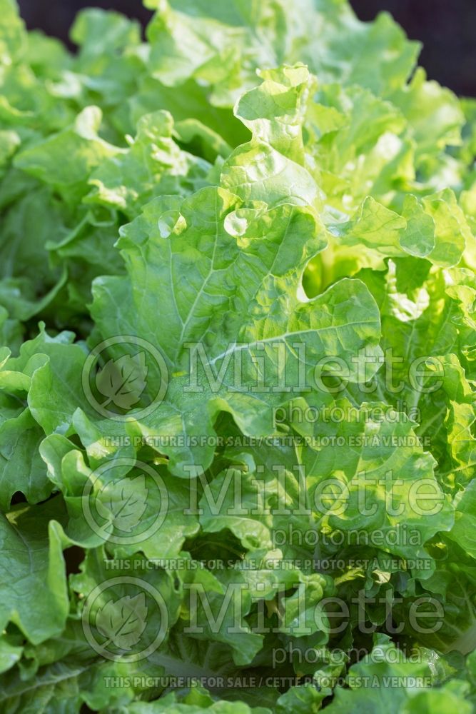 Brassica rapa Tokyo Bekana (chinese cabbage lettuce oriental vegetable) 2 