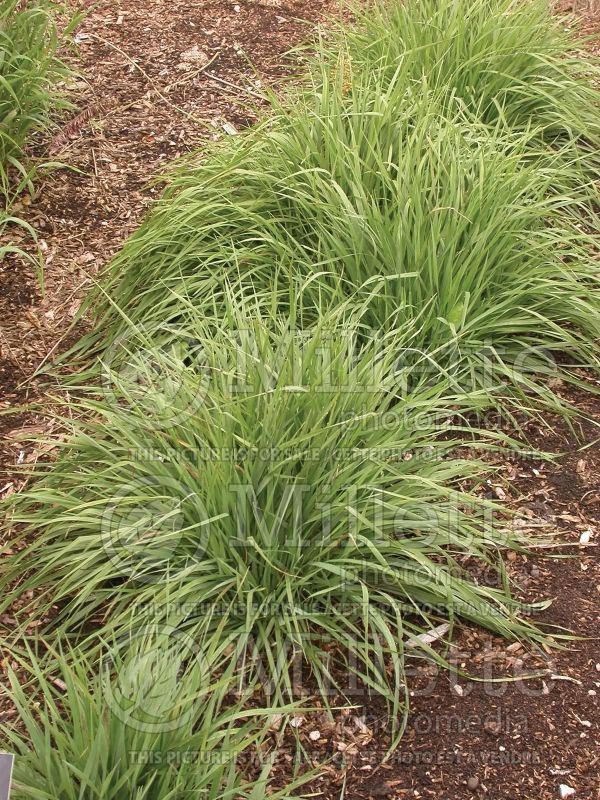 Briza media (common quaking grass Ornamental Grass) 1