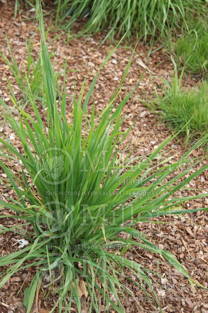 Bromus carinatus (California brome and mountain brome ornamental grass) 1 