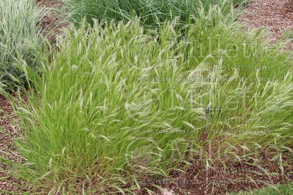 Bromus carinatus (California brome and mountain brome ornamental grass) 2 