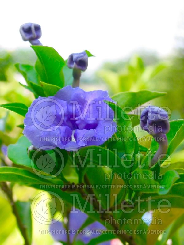 Brunfelsia Yesterday Today and Tomorrow (Lady of the Night) 1  