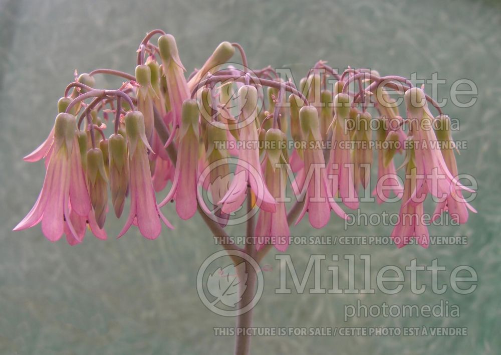 Bryophyllum daigremontianum (Kalanchoe Mother Of Thousands) 4 