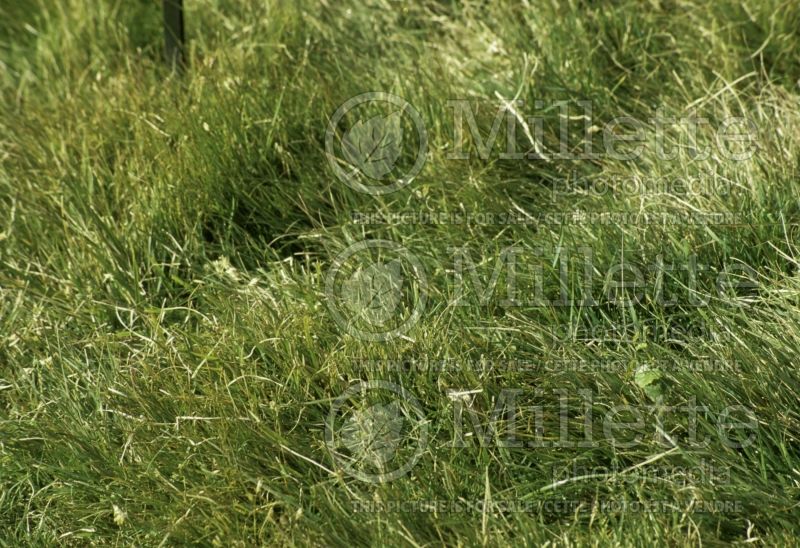 Buchloe or Bouteloua dactyloides(Buffalo Grass ornamental grass) 1 