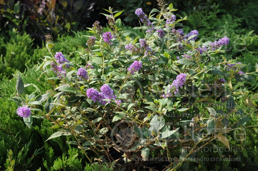 Buddleia or Buddleja Lo and Behold Blue Chip or BlueHip (Butterfly Bush) 2