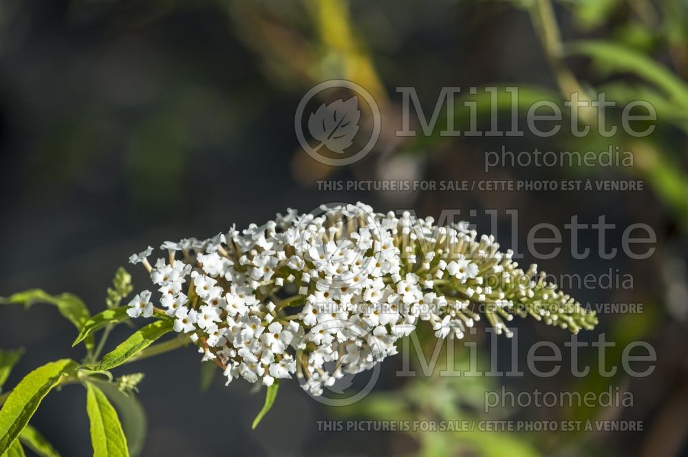 Buddleia White Profusion (Butterfly Bush) 5 