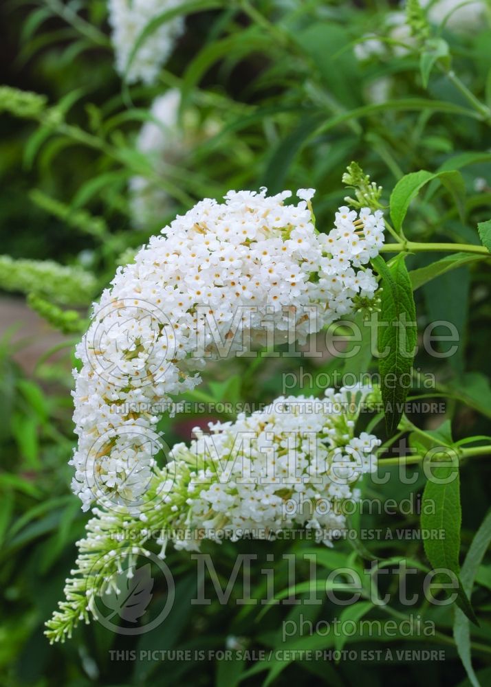 Buddleia White Profusion (Butterfly Bush) 6 