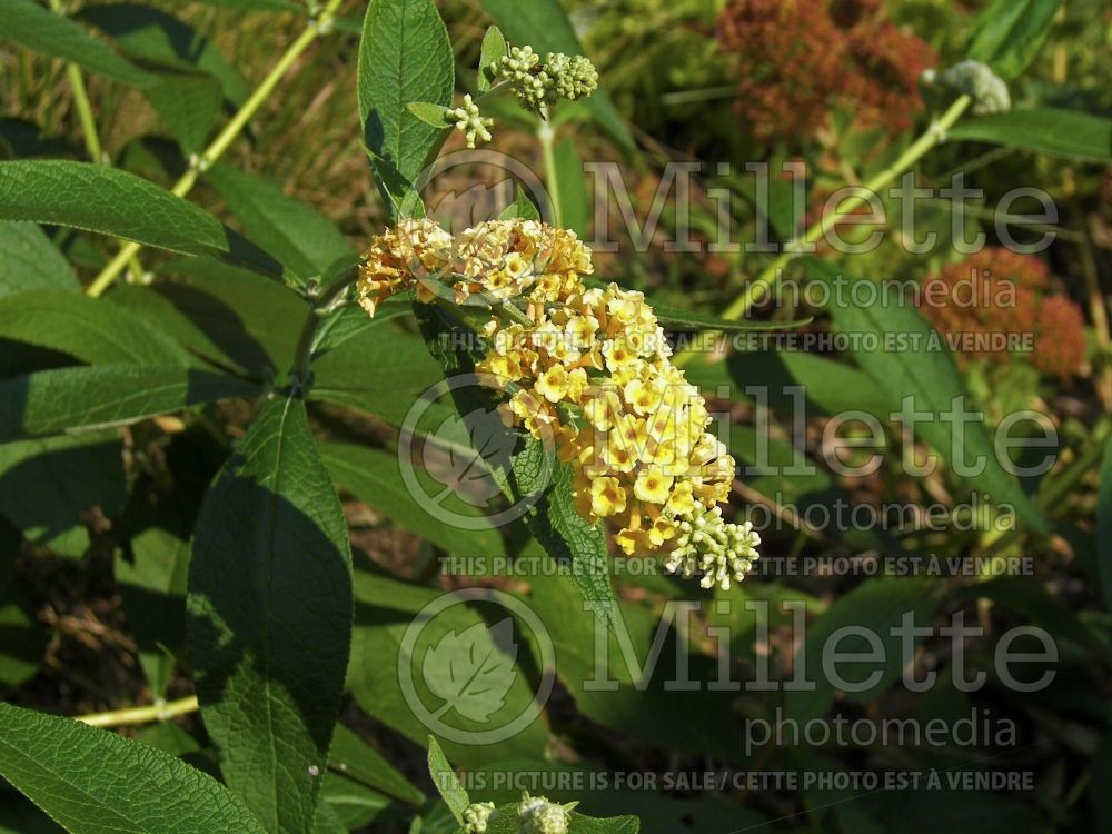 Buddleja Honeycomb (Buddleia Butterfly Bush) 1 