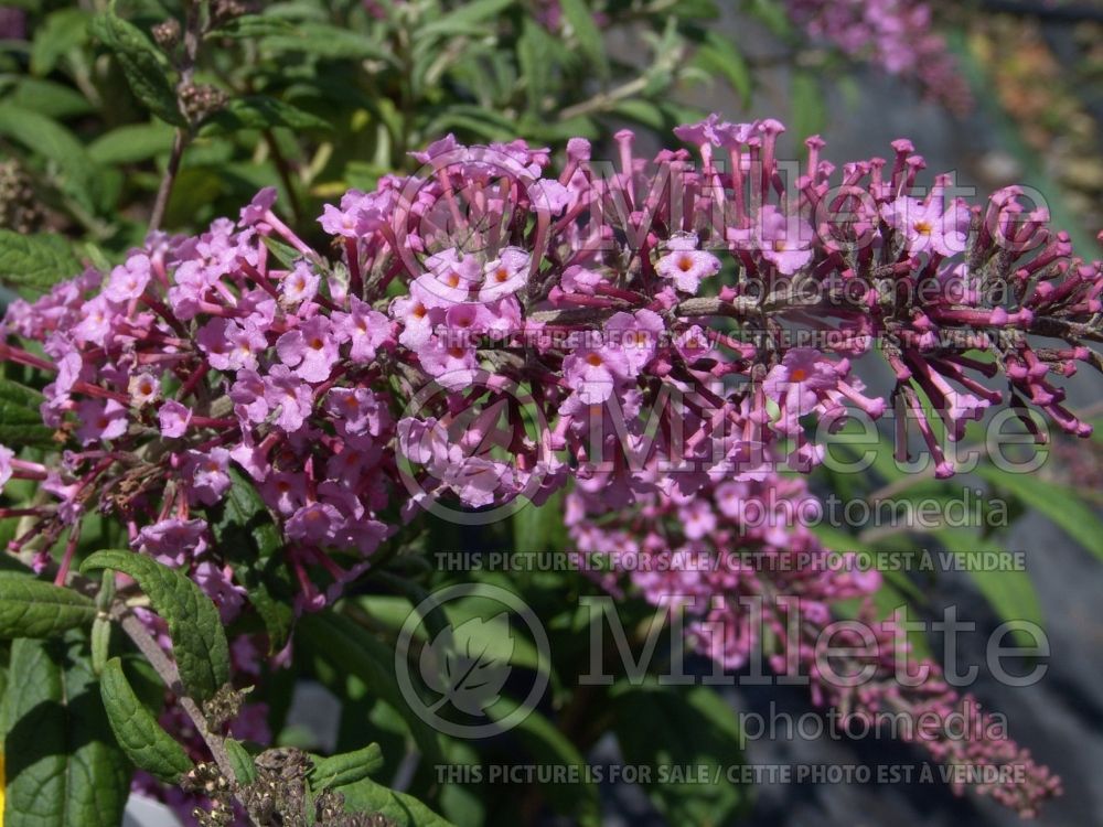 Buddleia Pink Delight (Butterfly Bush) 3 