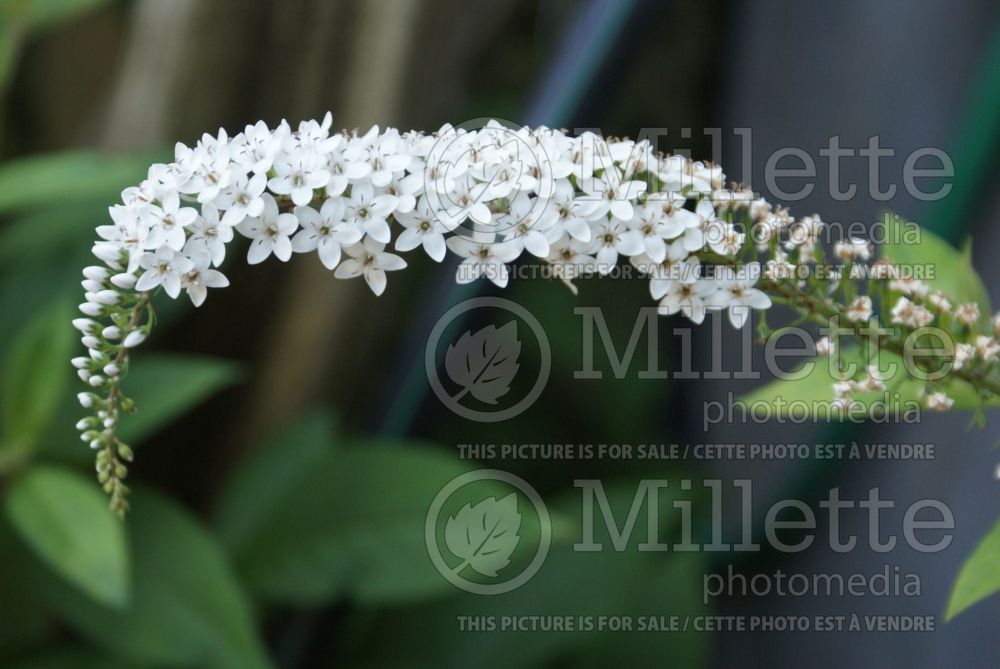 Buddleia White Profusion (Butterfly Bush) 3 