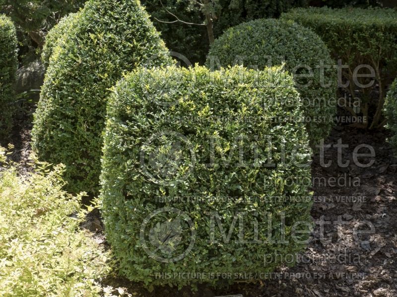 Buxus Chicagoland Green (Boxwood) 2 