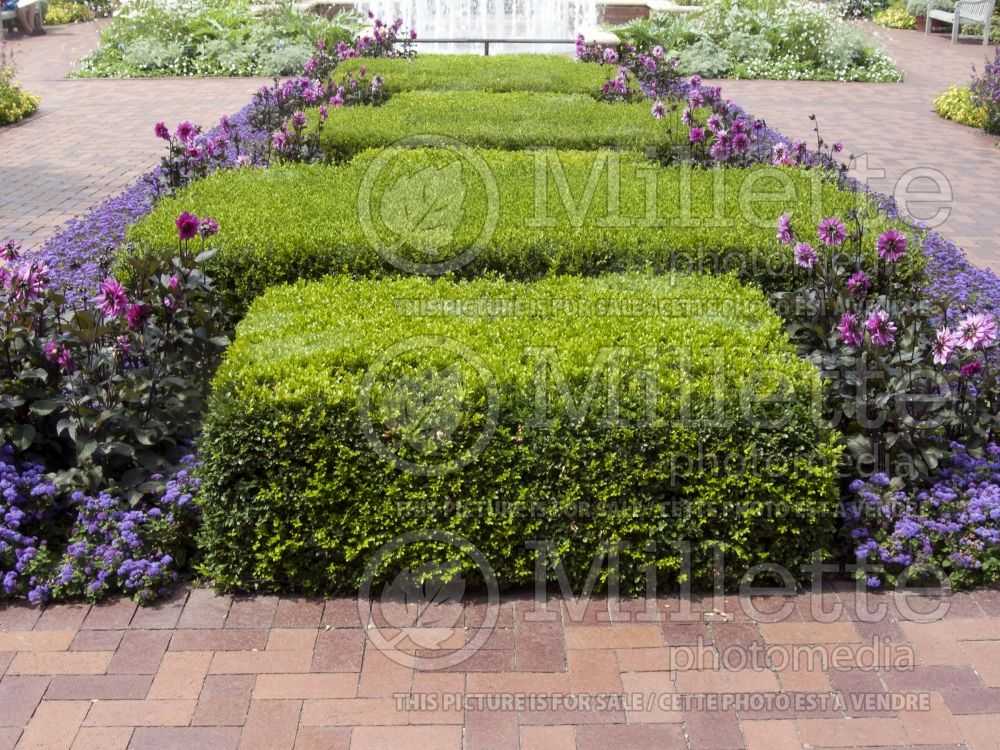 Buxus Chicagoland Green (Boxwood) 5 