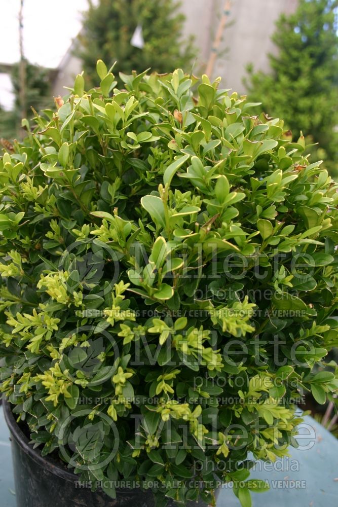 Buxus Green Velvet (Boxwood) 9 
