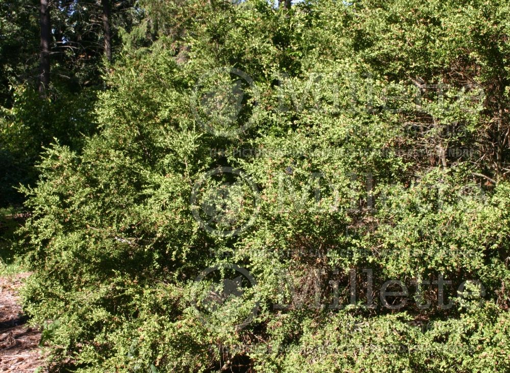 Buxus Wintergreen (Boxwood - buis) 3 