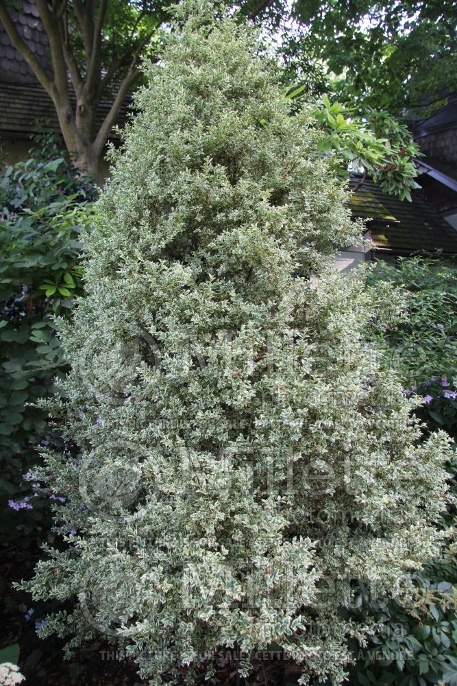 Buxus Elegantissima (Boxwood) 3 