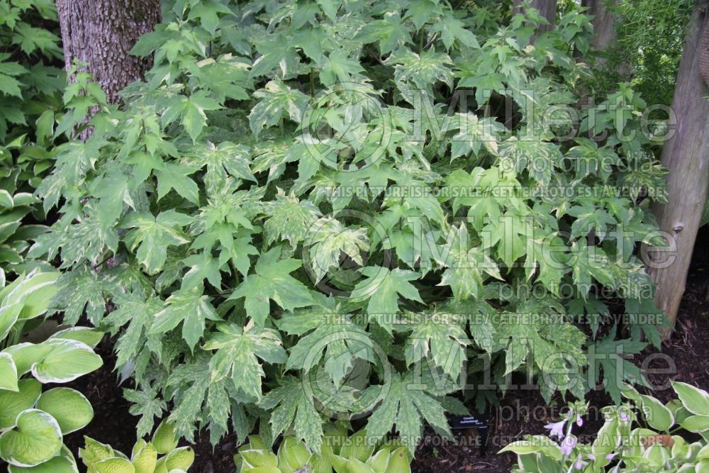Cacalia muhlenbergii (Great Indian Plantain) 1 