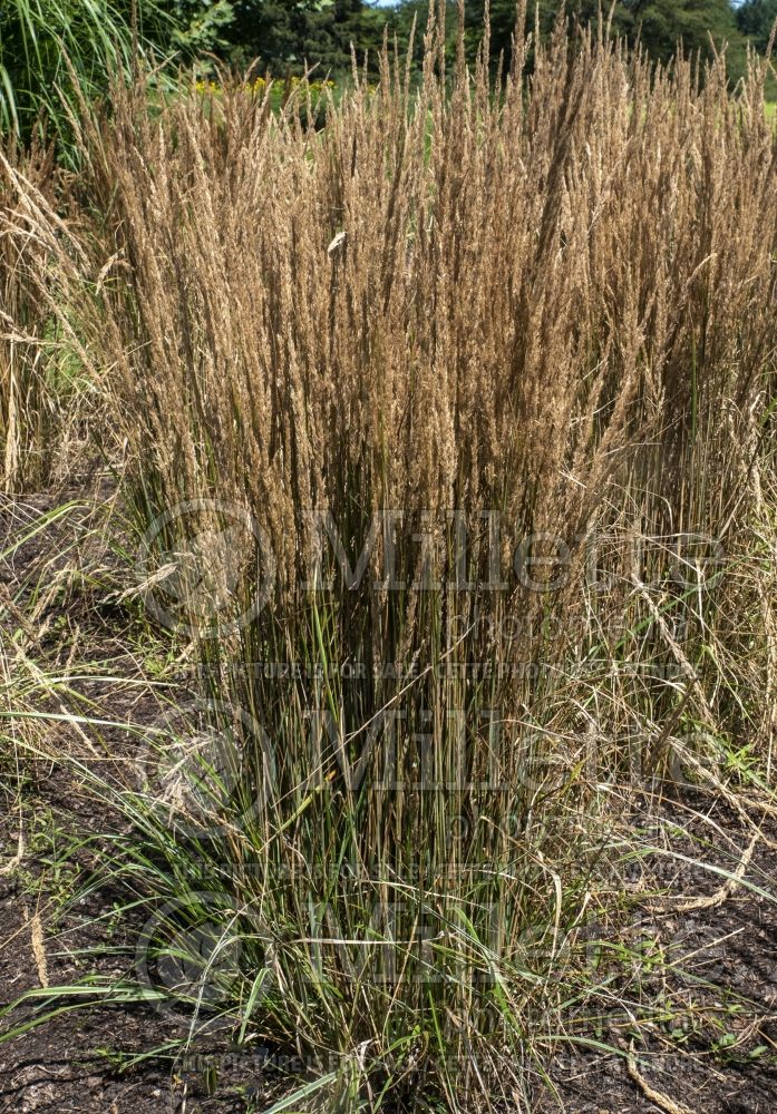Calamagrostis Hello Spring (Feather Reed Grass) 2