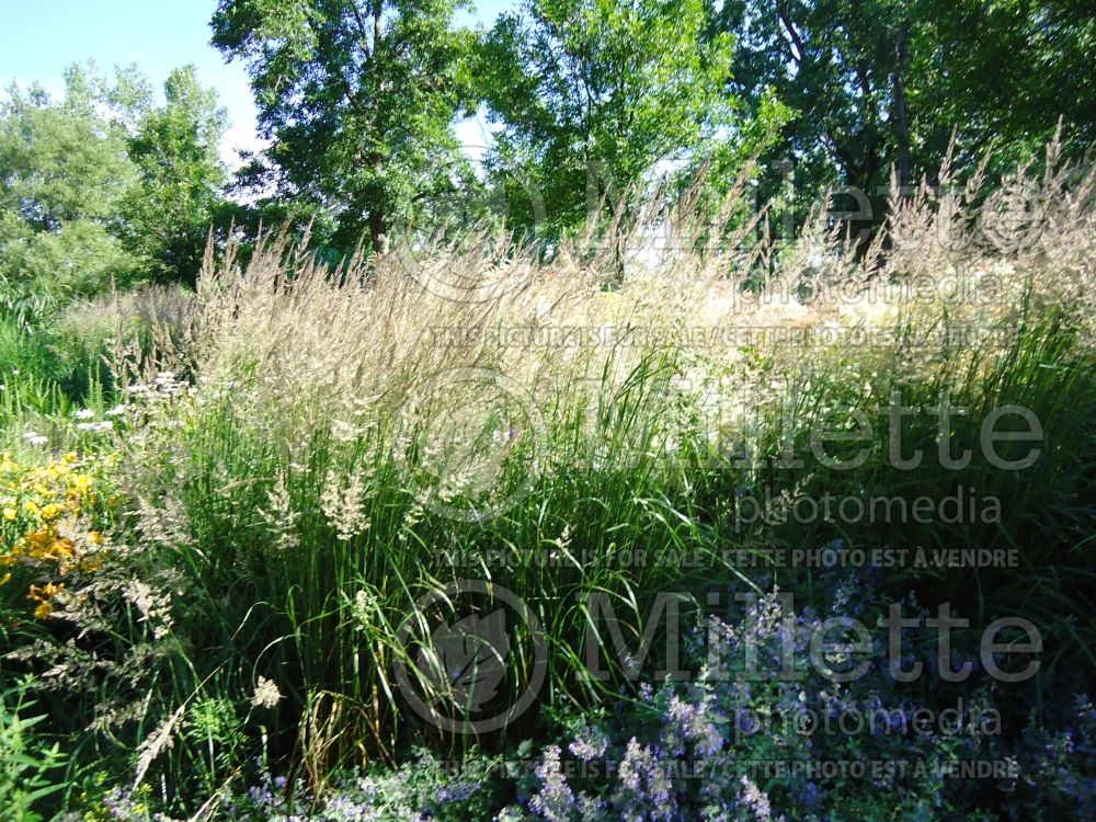 Calamagrostis Karl Foerster (Feather Reed Grass - Roseau) 20 
