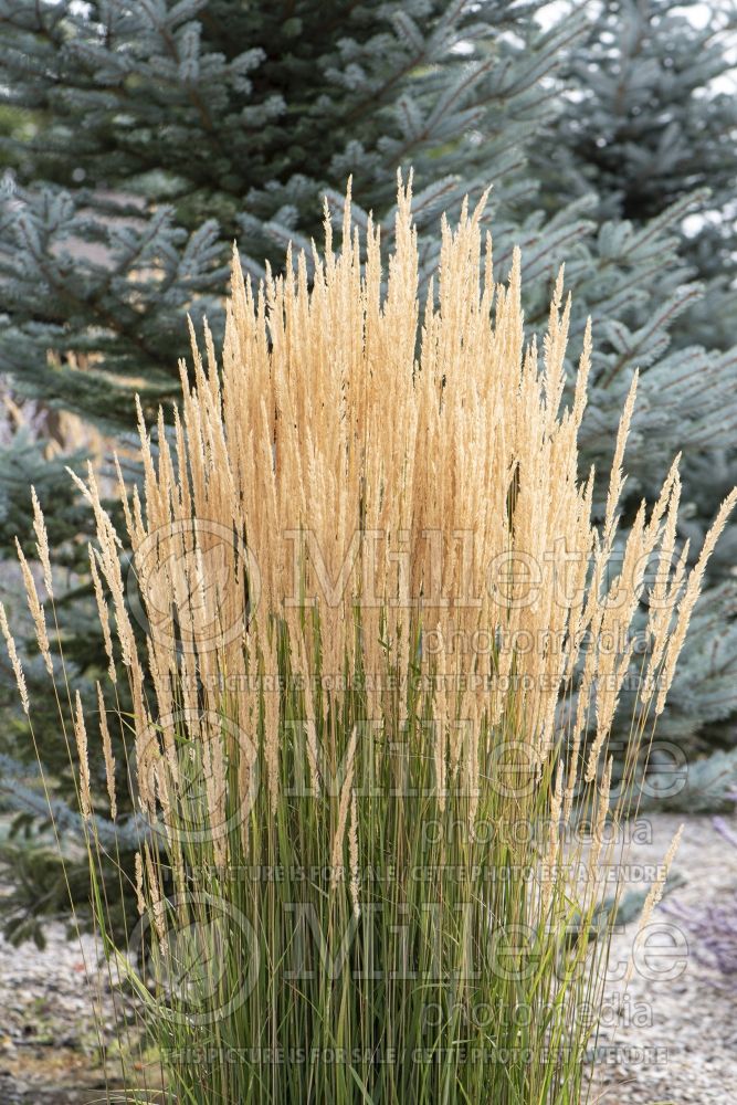 Calamagrostis Karl Foerster (Feather Reed Grass - Roseau) 12  