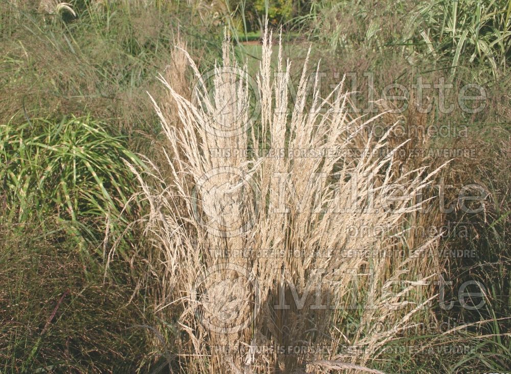 Calamagrostis Avalanche (Variegated Feather Reed Grass) 6