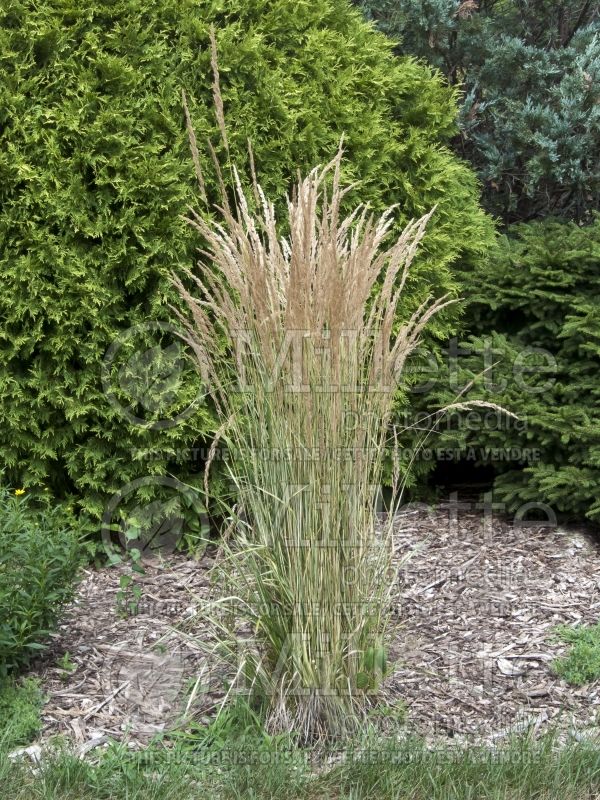 Calamagrostis Eldorado (Feather Reed Grass) 2