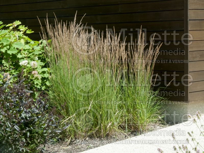 Calamagrostis Karl Foerster (Feather Reed Grass - Roseau) 9  