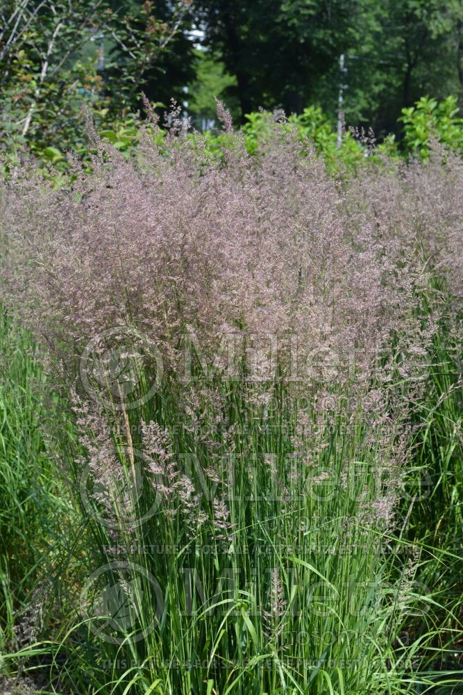 Calamagrostis Karl Foerster (Feather Reed Grass - Roseau) 8  