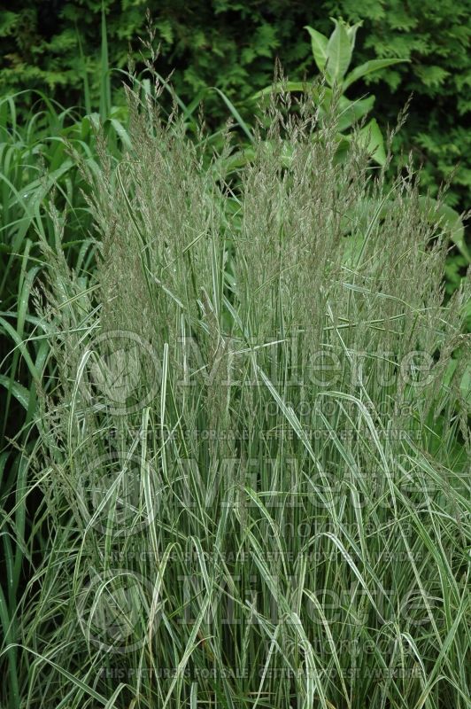 Calamagrostis Overdam (Feather Reed Grass - Roseau) 7
