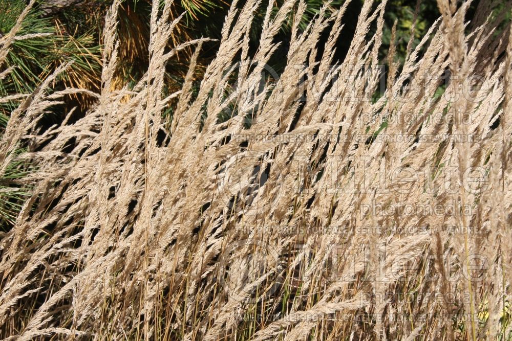 Calamagrostis Karl Foerster (Feather Reed Grass - Roseau) 3  