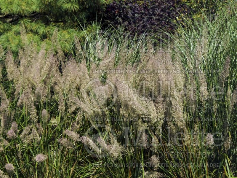 Calamagrostis brachytricha (Feather Reed Grass - Roseau) 4