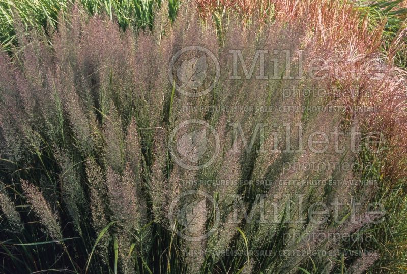 Calamagrostis brachytricha (Feather Reed Grass - Roseau) 9