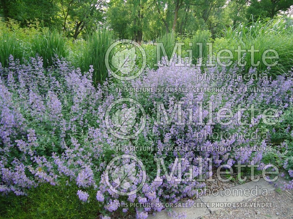 CATMINT - A GUIDE TO GROWING IRRESISTIBLE CATMINT PLANTS