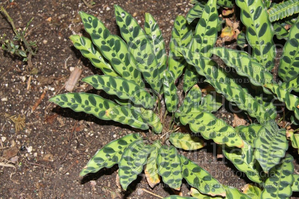 Calathea lancifolia (rattlesnake plant) 2 