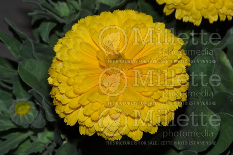 Calendula Candyman Yellow (Marigold) 1 