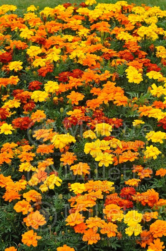 Calendula Brocade Mix (Marigold) 1 