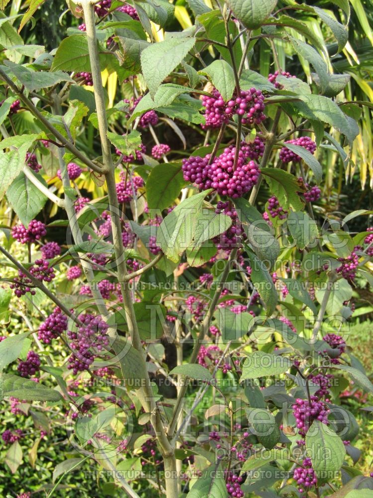 Callicarpa Profusion (Beautyberry) 6 