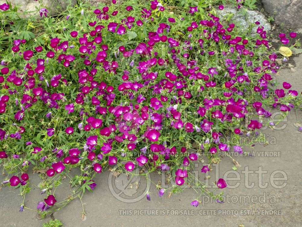 Callirhoe involucrata (purple poppy mallow) 4 