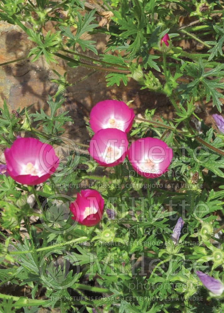 Callirhoe involucrata (purple poppy mallow) 2 