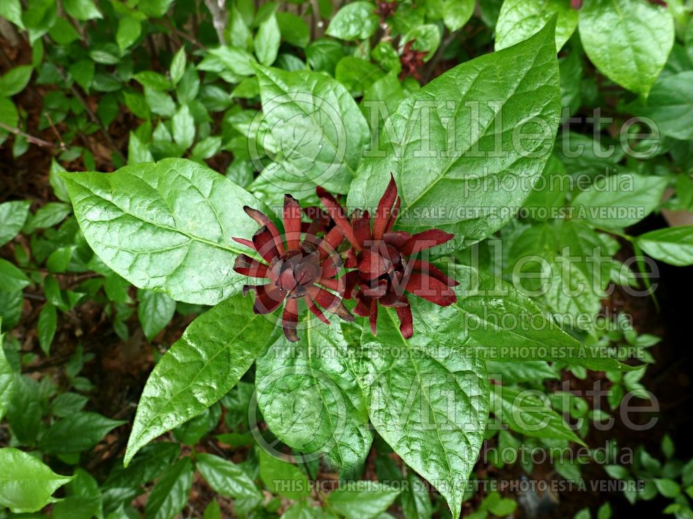Calycanthus floridus (Sweetshrub) 2