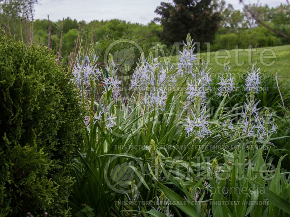 Camassia Blue Heaven (Wild Hyacinth, Camass) 3  