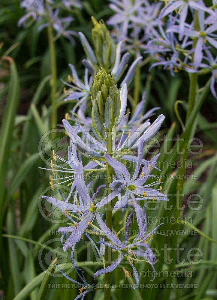 Camassia Blue Heaven (Wild Hyacinth, Camass) 4  