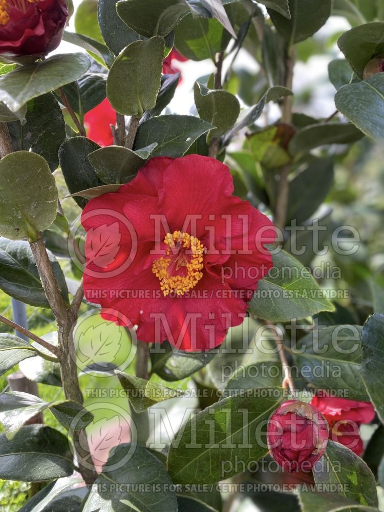 Camellia Bob Hope (Camellia) 3