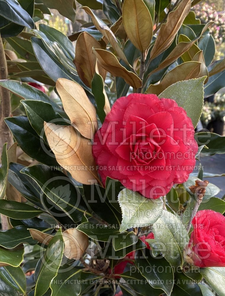 Camellia Nuccio's Bella Rossa (Camellia) 1