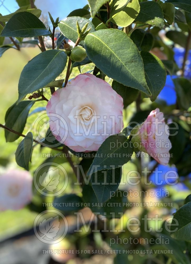 Camellia Nuccio's Pearl (Camellia) 2
