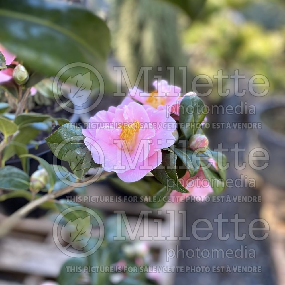 Camellia Pink Icicle (Camellia) 2 