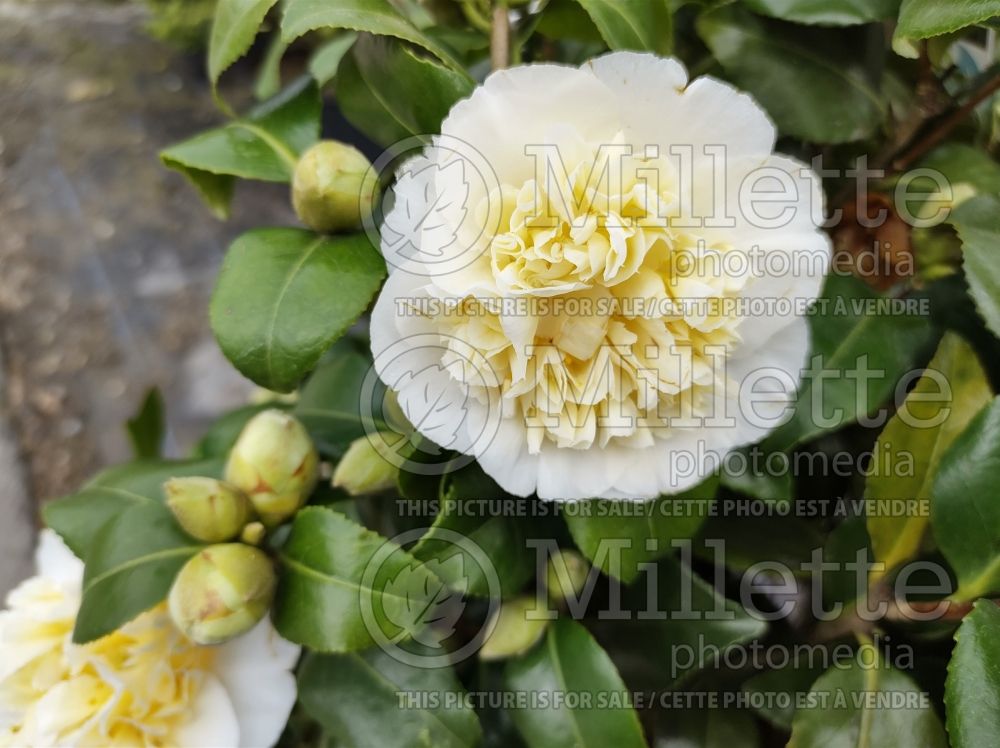 Camellia Jury's Yellow (Camellia) 3